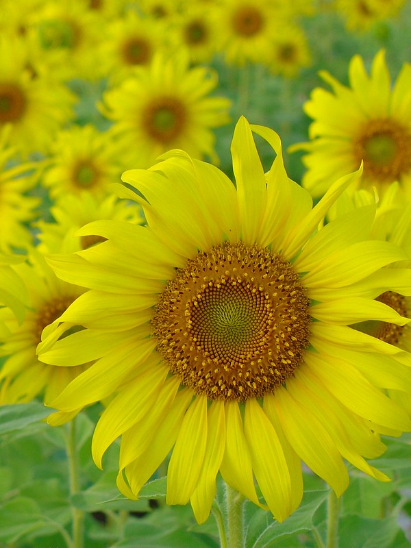 Sunflower